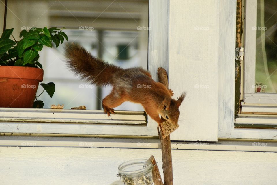 Squirrel with Food in mouth Running away 