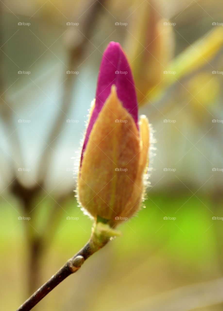 Tulip tree bud!