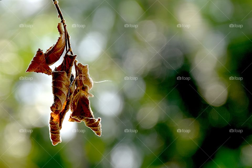 leaf leaves. waiting to fade