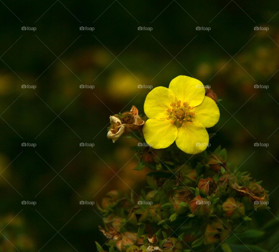 cinquefoil flower during late summer