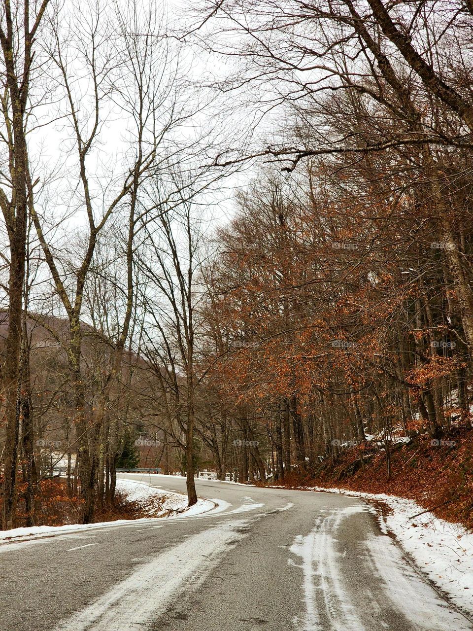A quiet backroad in upstate New York on a freezing cold December morning is elegantly dressed in orange leaves