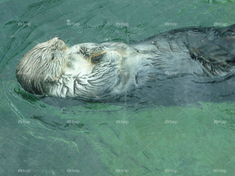 A lonely otter relaxes in the water at the Vancouver Aquarium in British Columbia 
