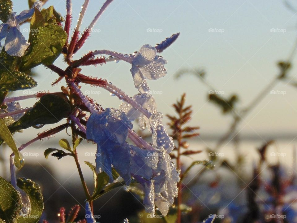 Morning dew on plumbago flowers