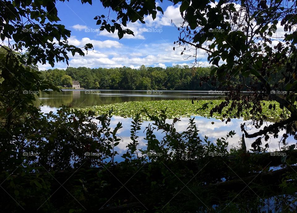 Yates Mill Pond