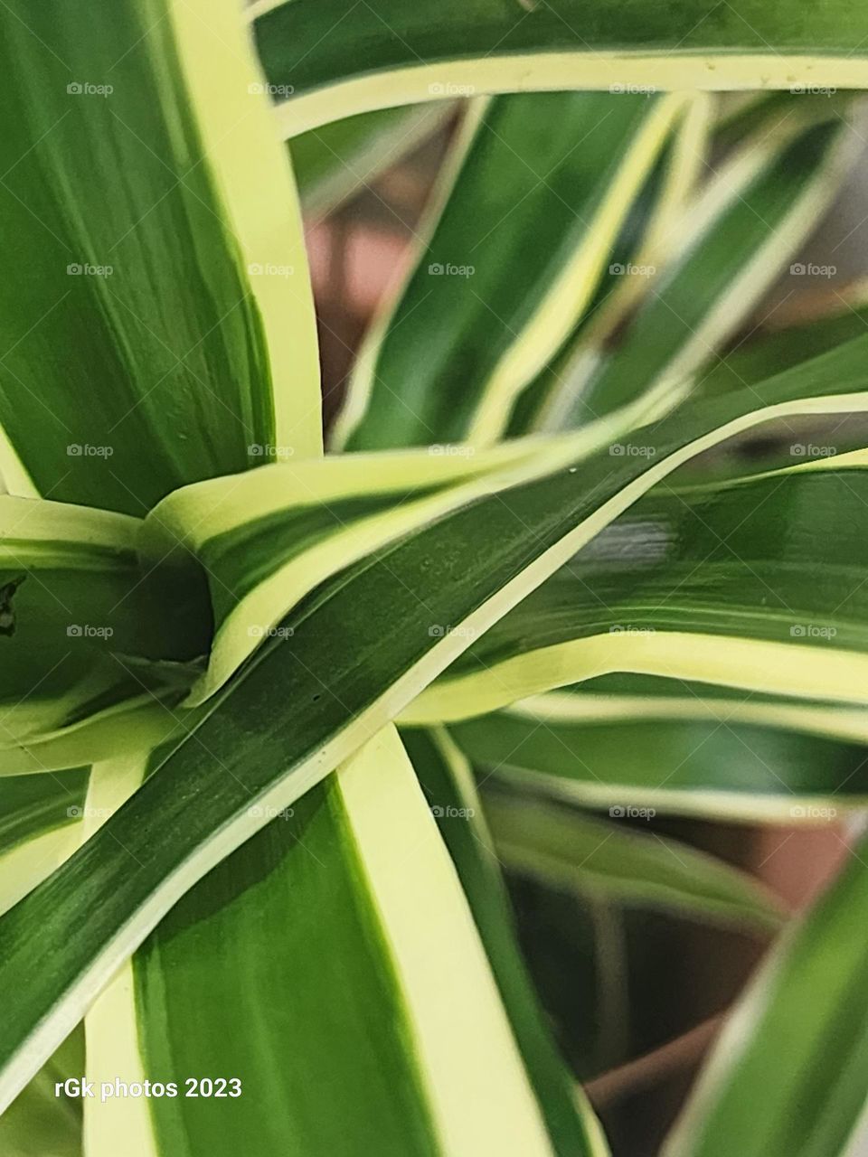 green and yellow affair