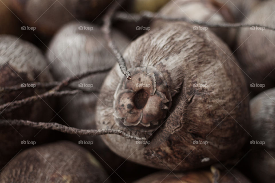 coconuts drying and greying out