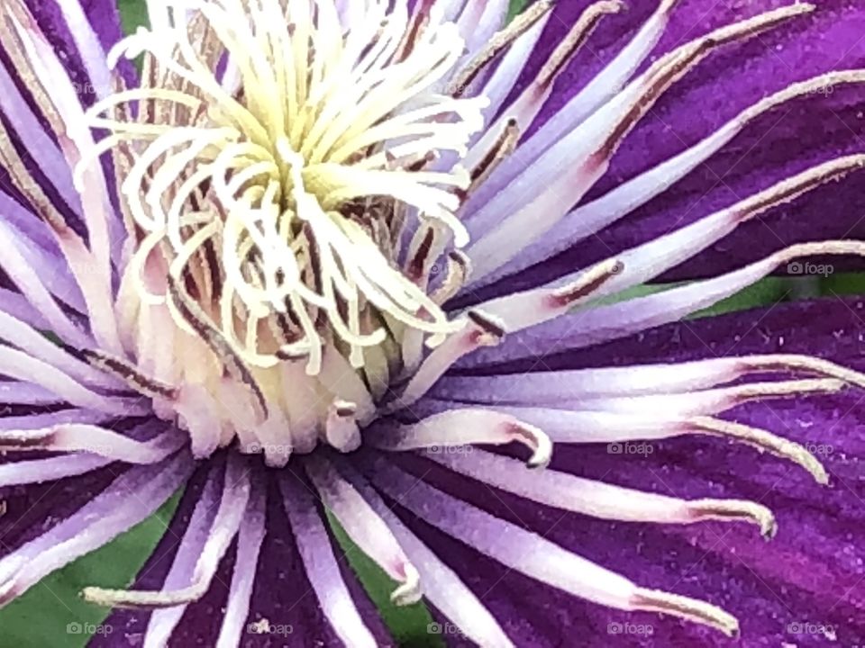 Clematis Closeup 