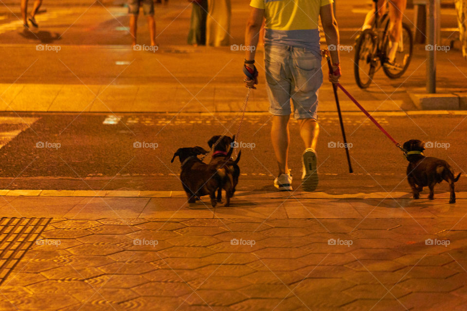 Paseando tres perros "salchicha" por la Avda Diagonal de Barcelona una noche de verano.