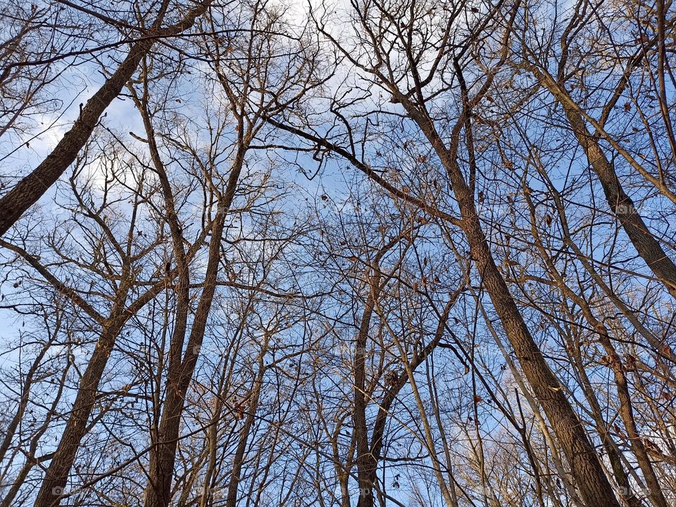 The sky through the branches of oaks