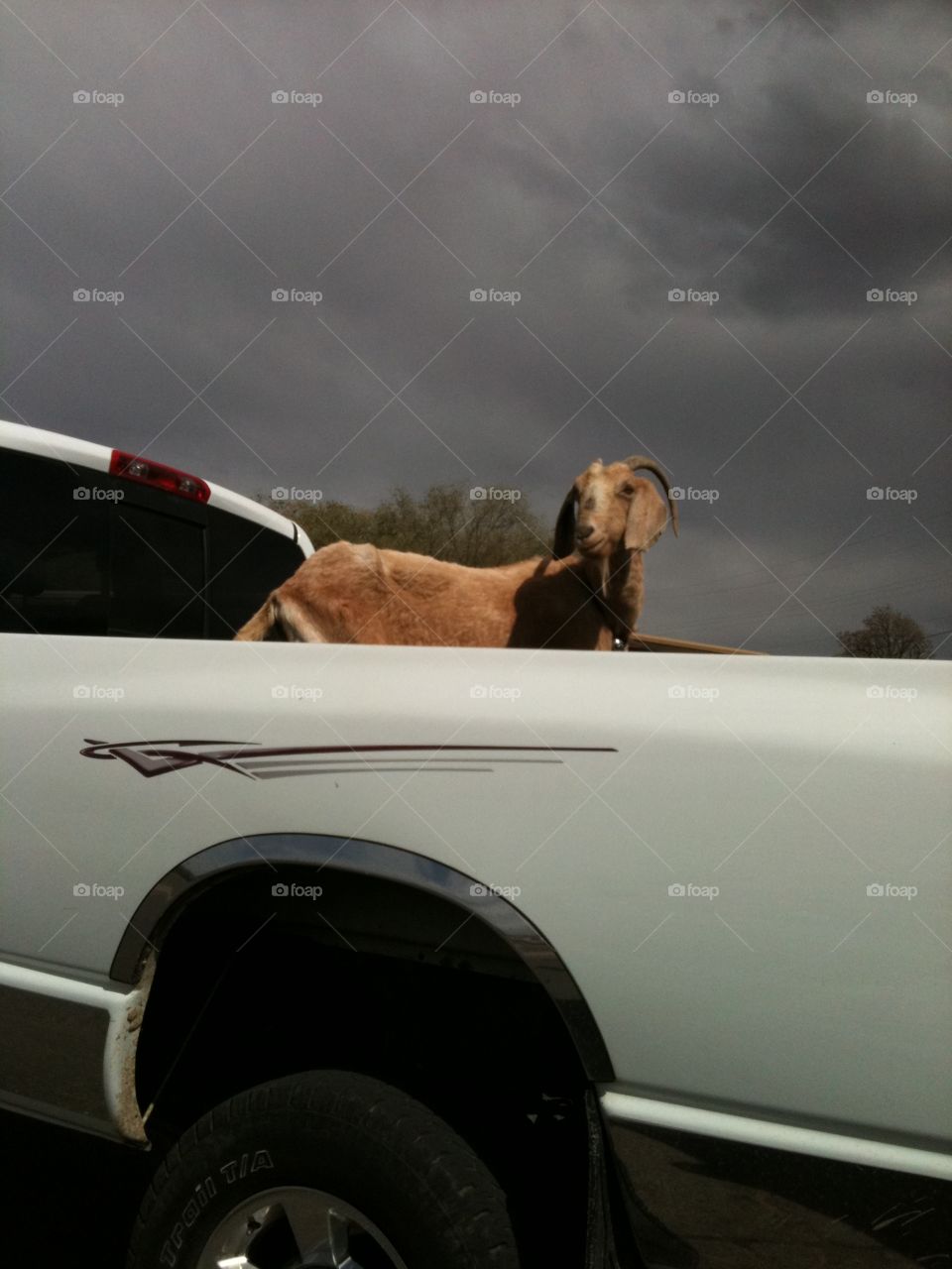 Goat riding in truck