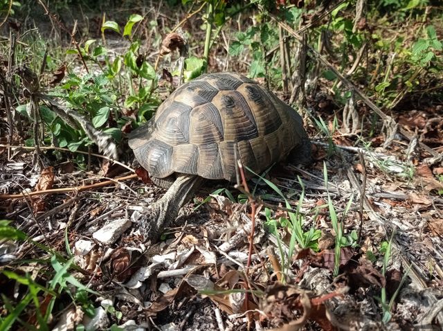 The Land Turtle runs into the forest.