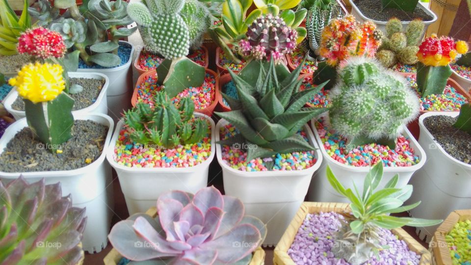 cactus and succulent collections