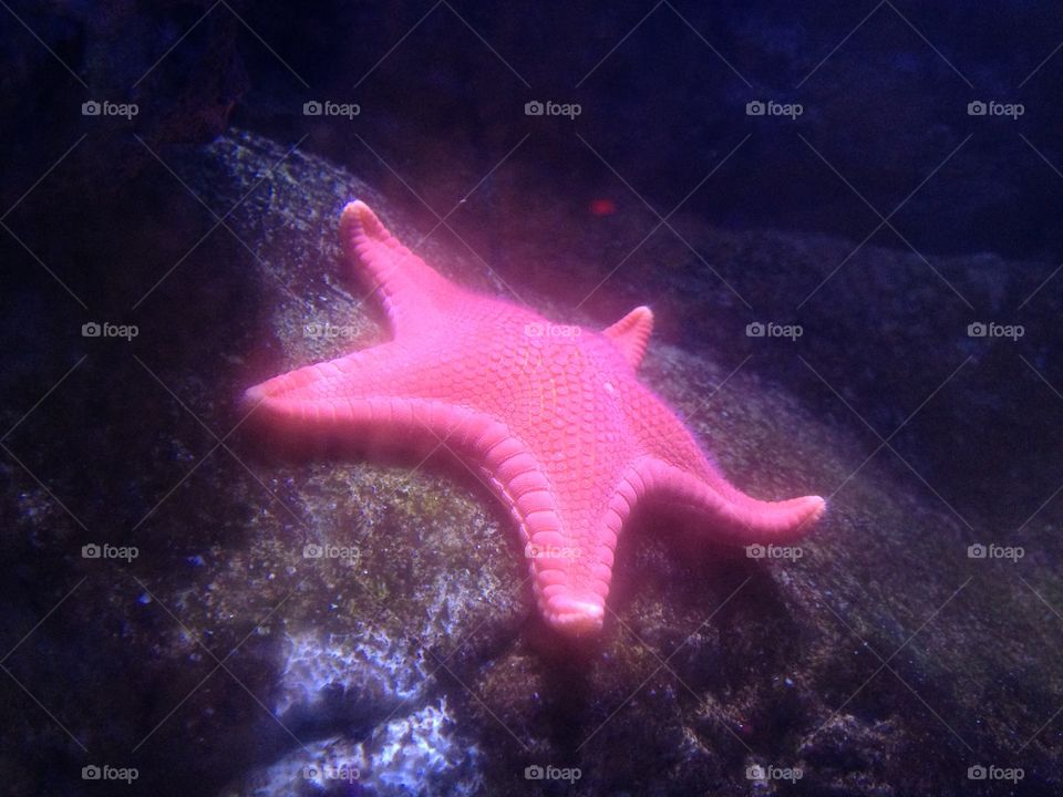 Starfish