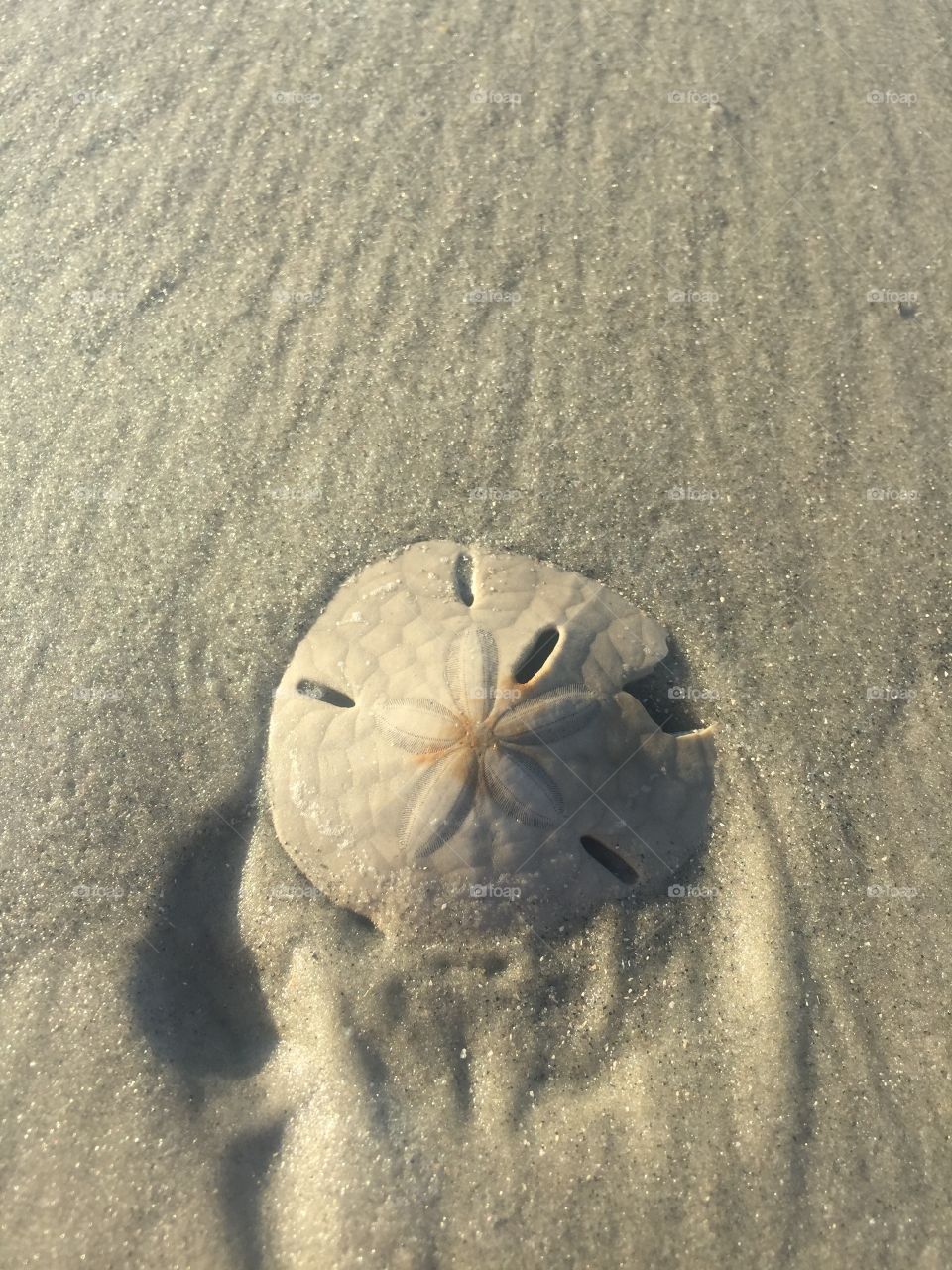 Sand dollar Jekyll island