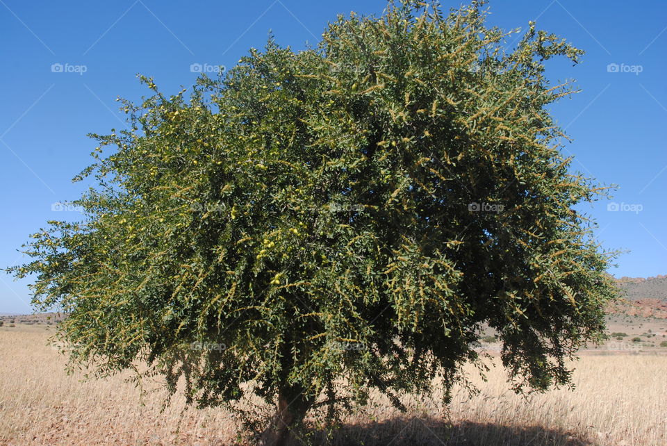 tree Argan