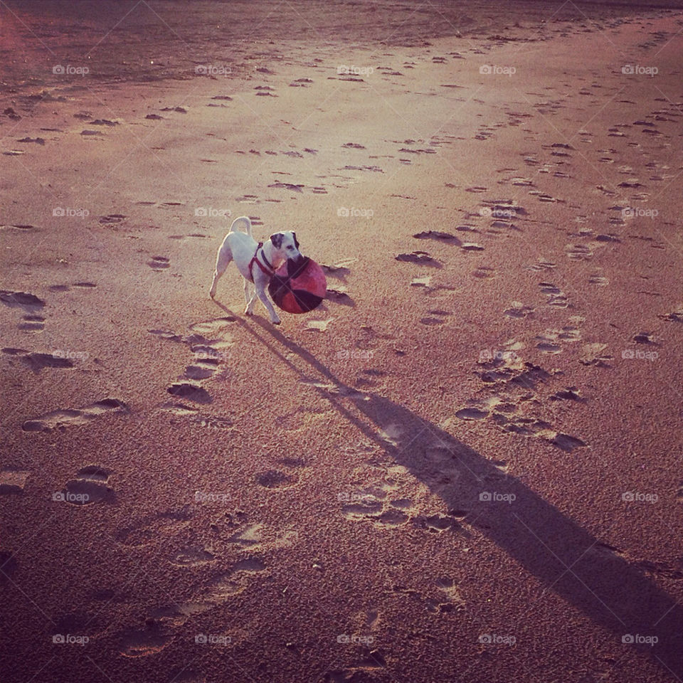 beach united kingdom dog sand by lizzydancer84