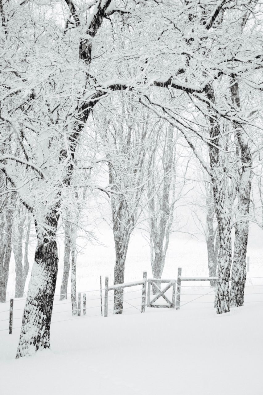 Snow-covered wooden gate under snowy, overhanging branches in a rural area