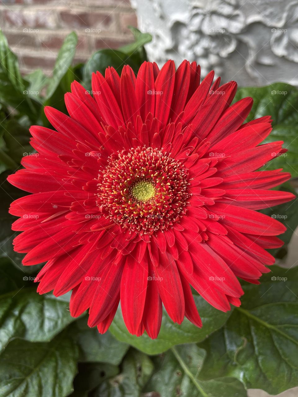 A red flower. 