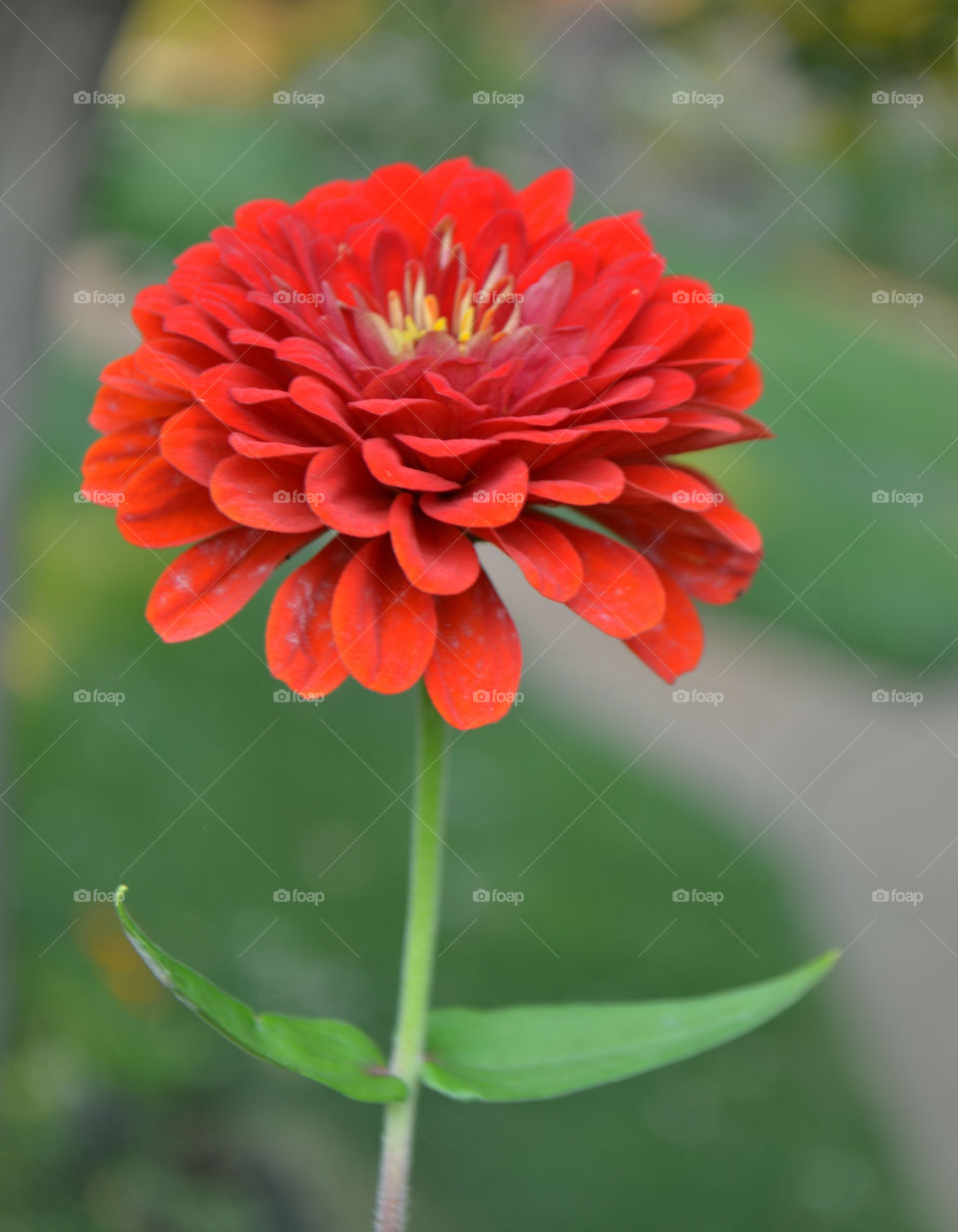 Single bright red Gerber daisy