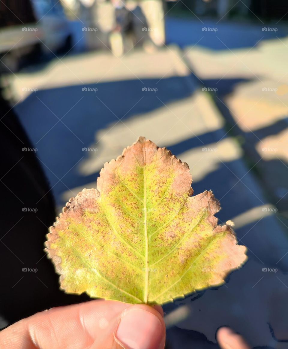 Yellow leaf in a hand , capturing while walking in the street