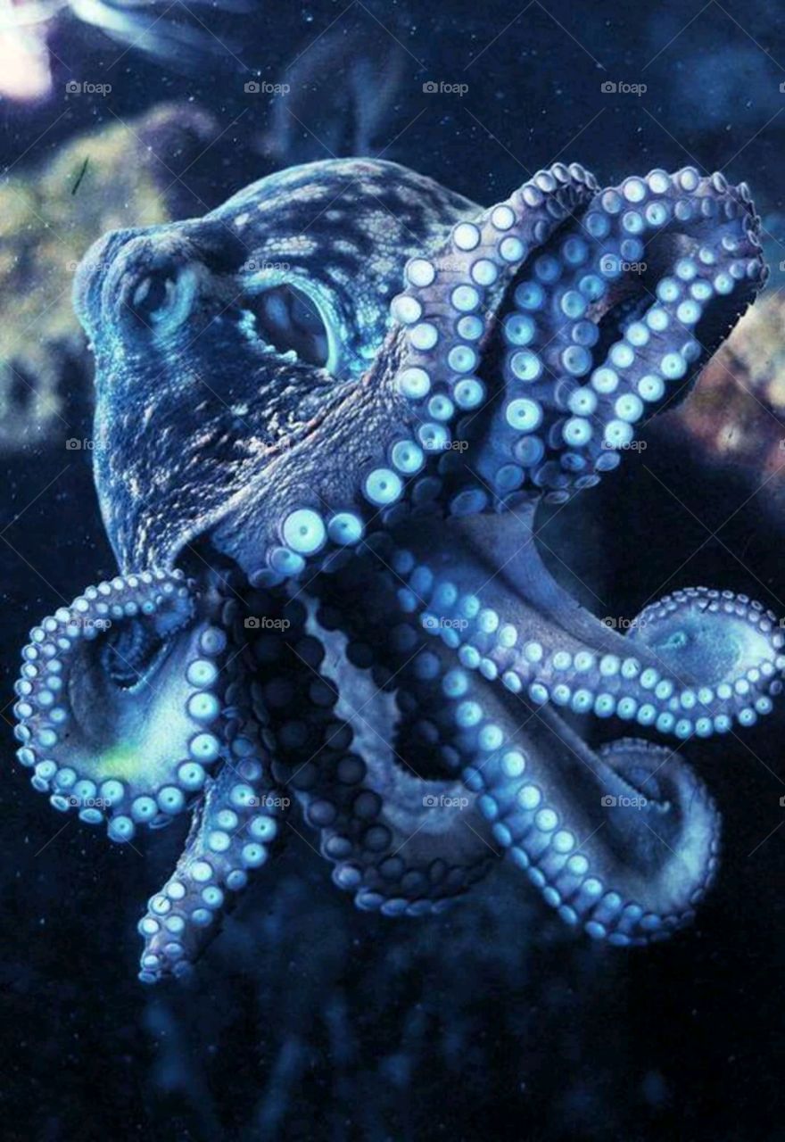 octopus