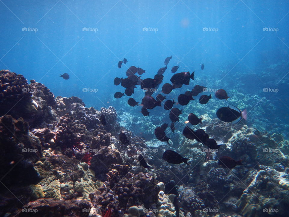 Snorkeling in Hawaii 