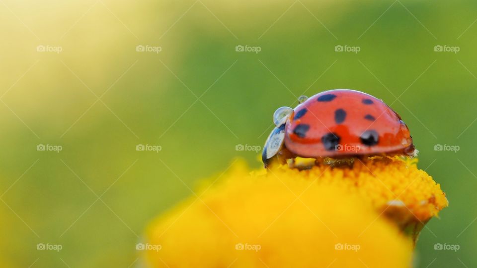 ladybug