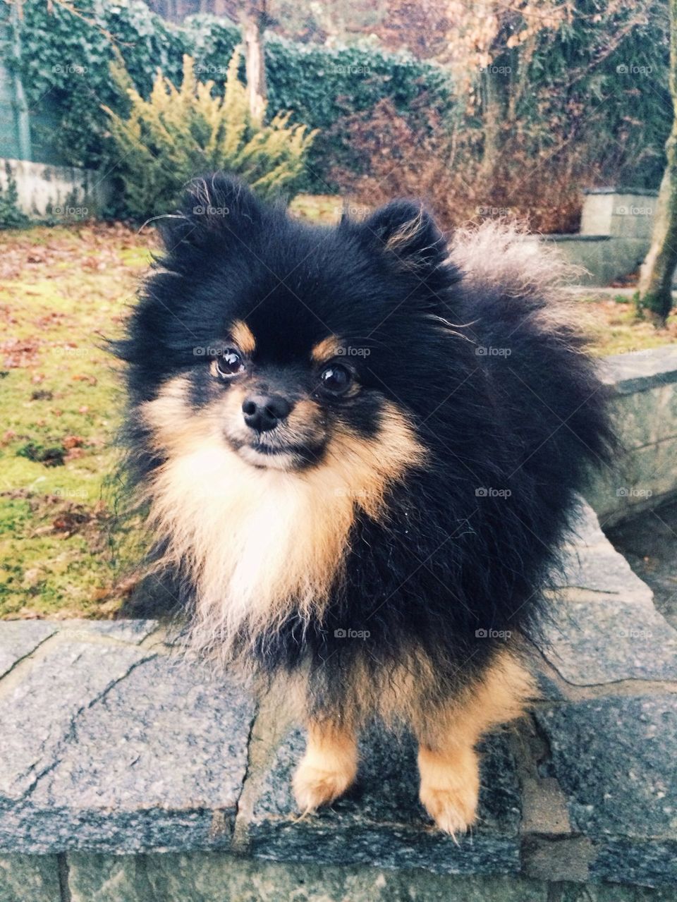 Conny the black and tan pomeranian