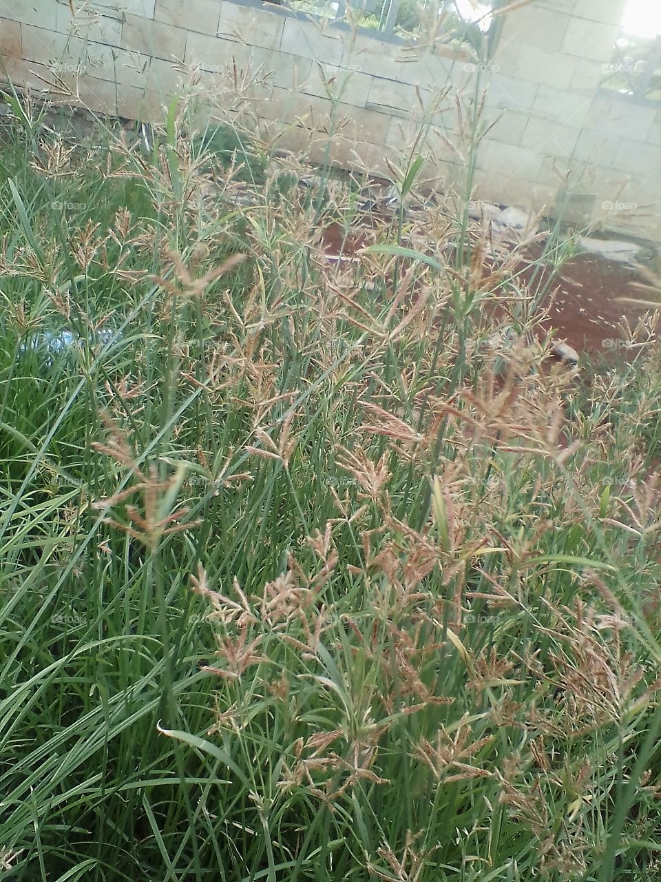 Wild weeds in the park