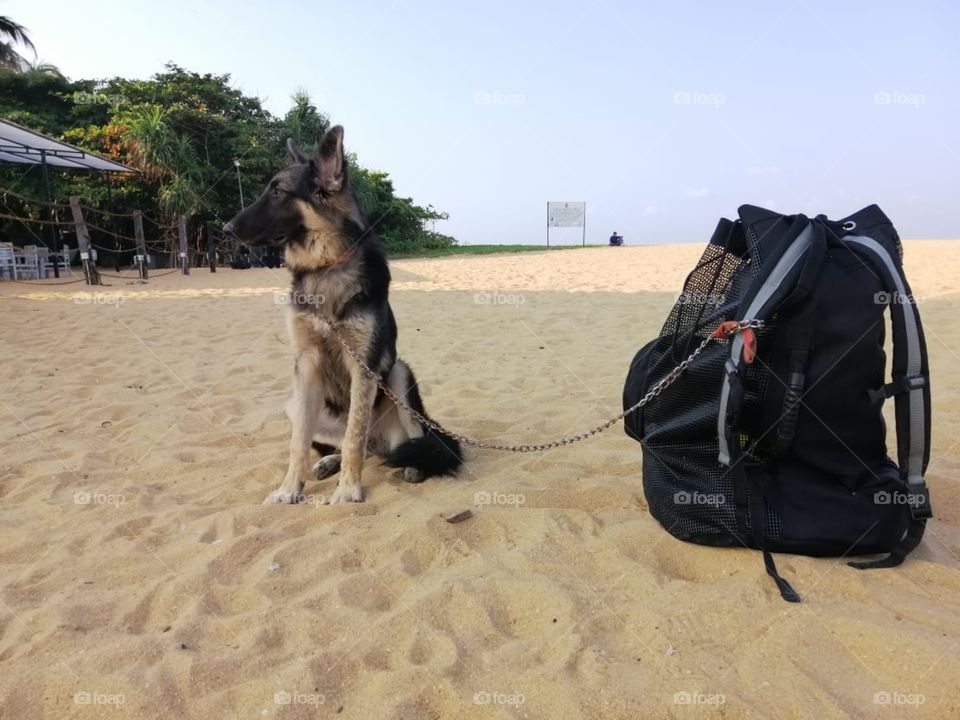 Dog with bag