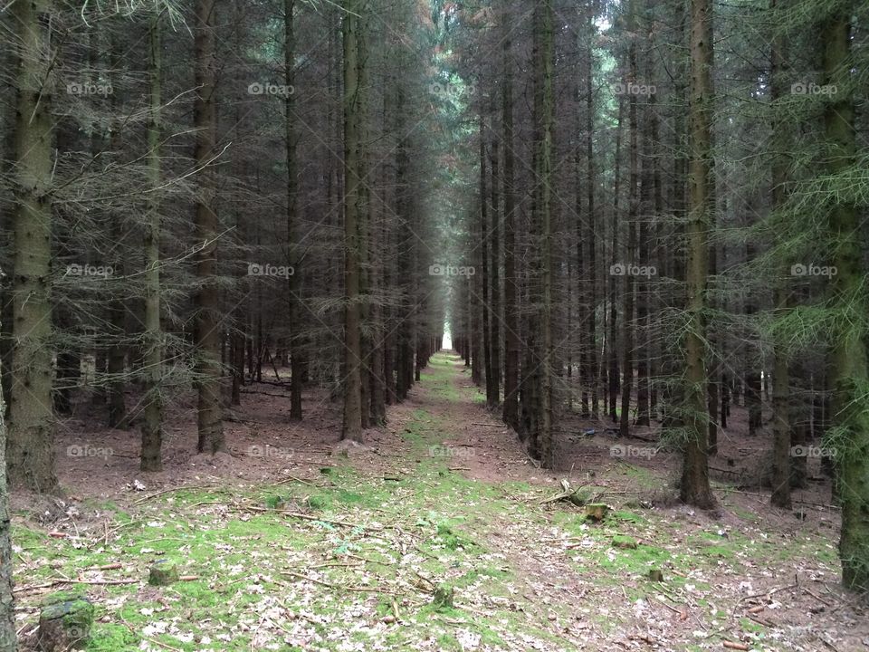 Lines of young trees in forest.