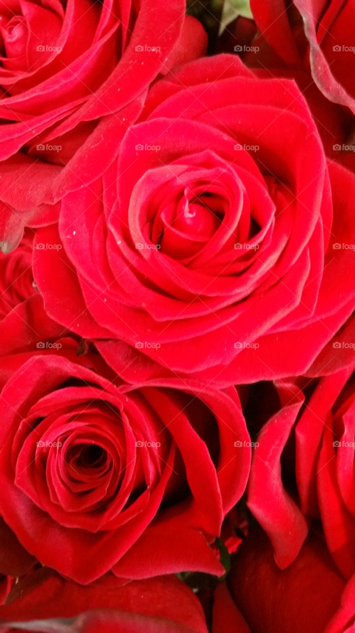 red roses