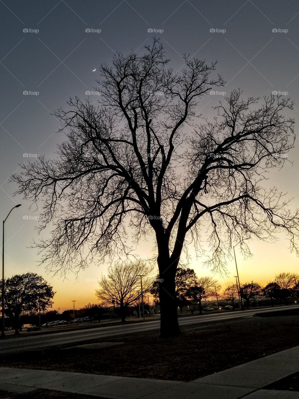 Beautiful sunset behind tree at Fort Hood, Texas