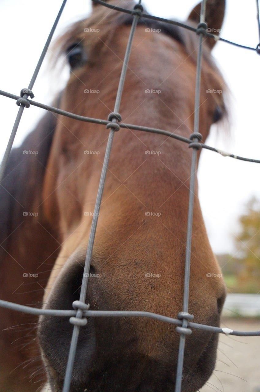 Fenced Horse