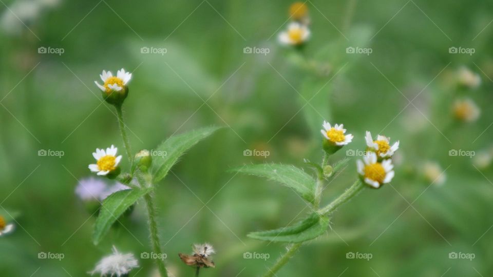 Galinsoga quadriradiata is a species of flowering plant in the family Asteraceae which is known by several common names, including shaggy soldier, Peruvian daisy, hairy galinsoga. Its native home is apparently central Mexico