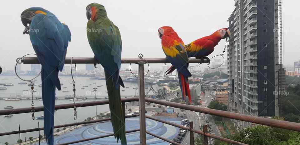 A various of colors Macaws.