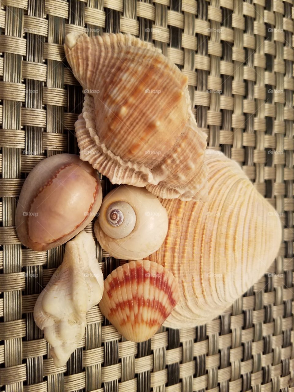 Favorite Sea Shells