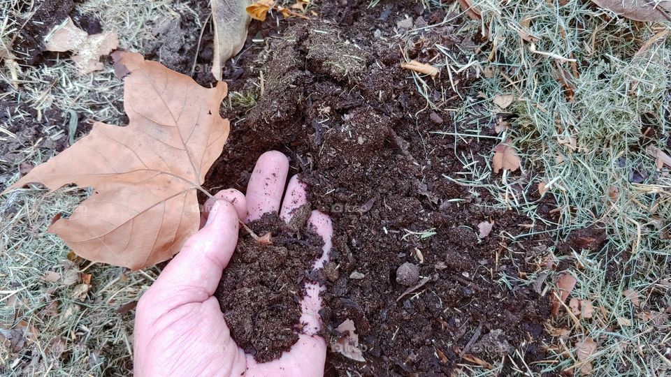 Decomposition - A Male Gardners Hand Holds And Shows A Dry Autumn Leaf That Will Soon Decompose And Return To  Mother Earth.