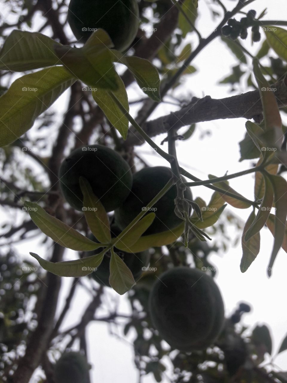 fruit  in the tree