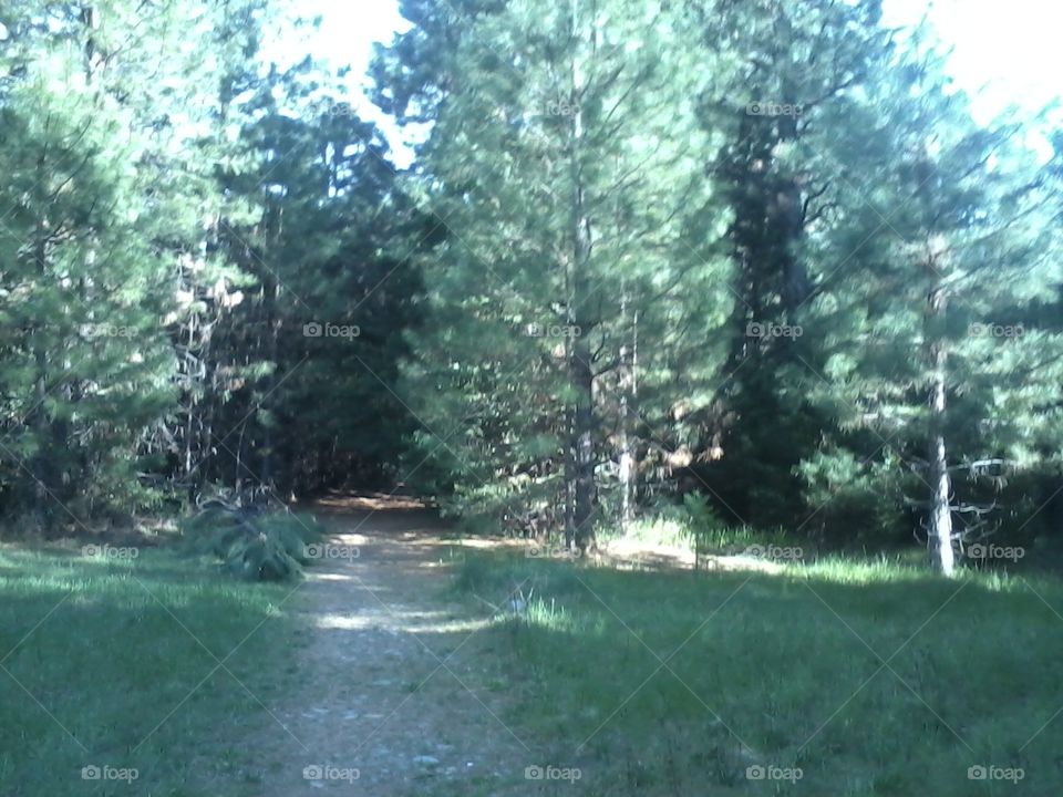 walk way in pine forest