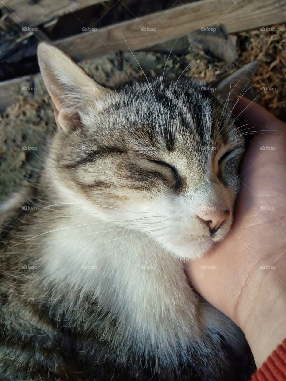 when your cat thinks your hand is a great pillow
