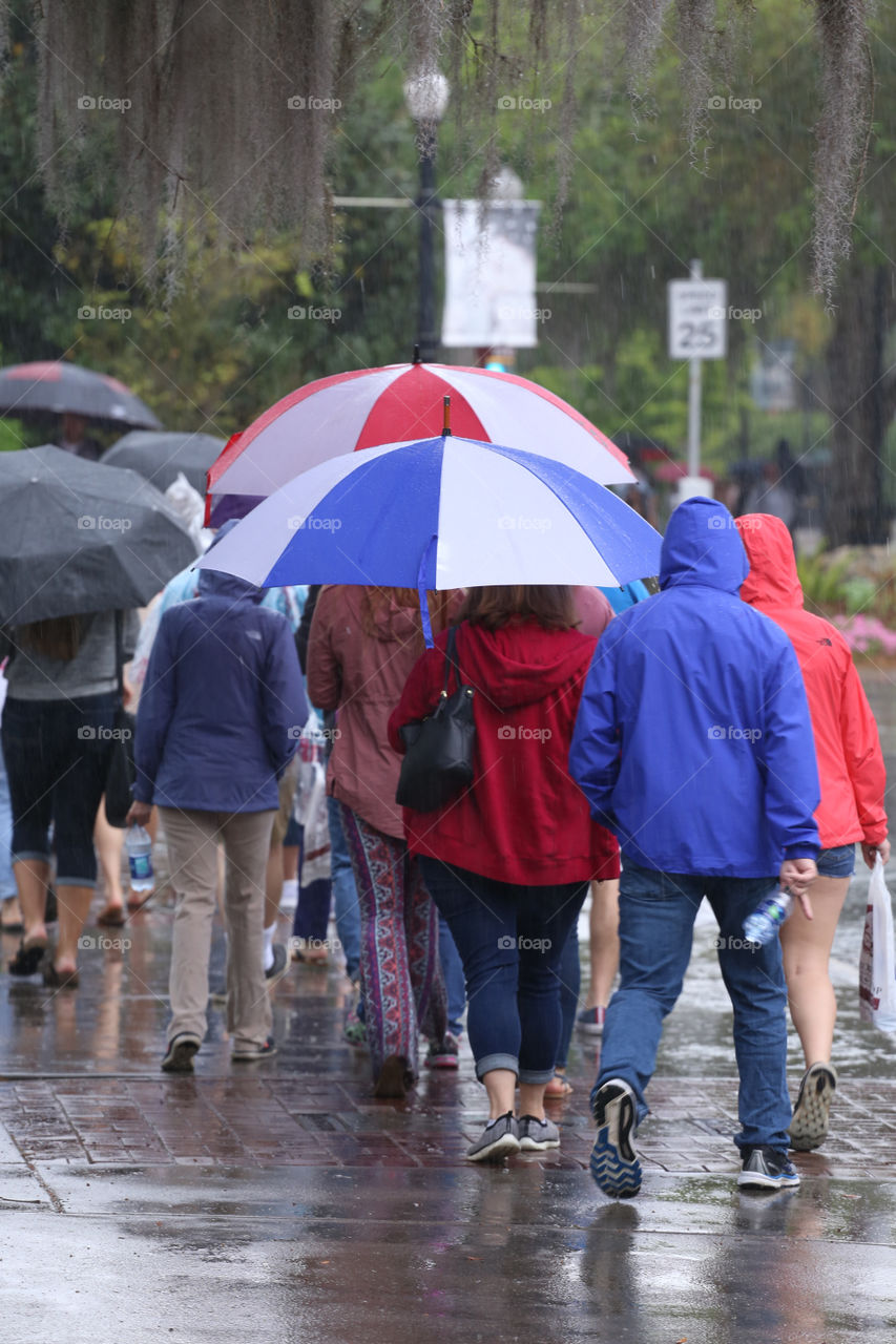 Group of people walking in the rain with their umbrellas in Florida. 