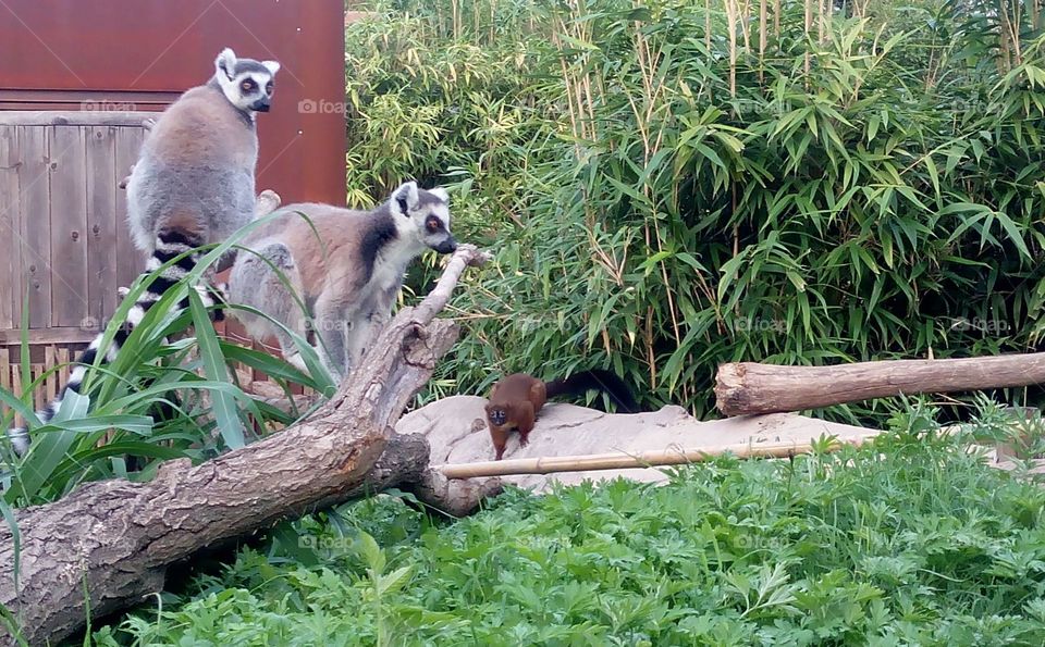 Lemur, zoo, jungle