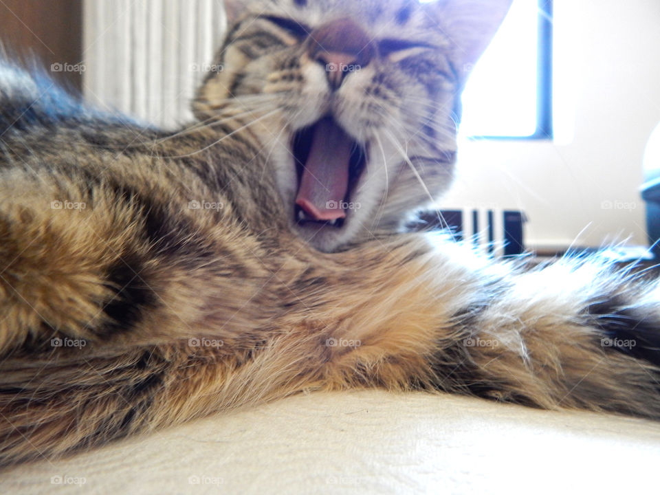 My cat yawning