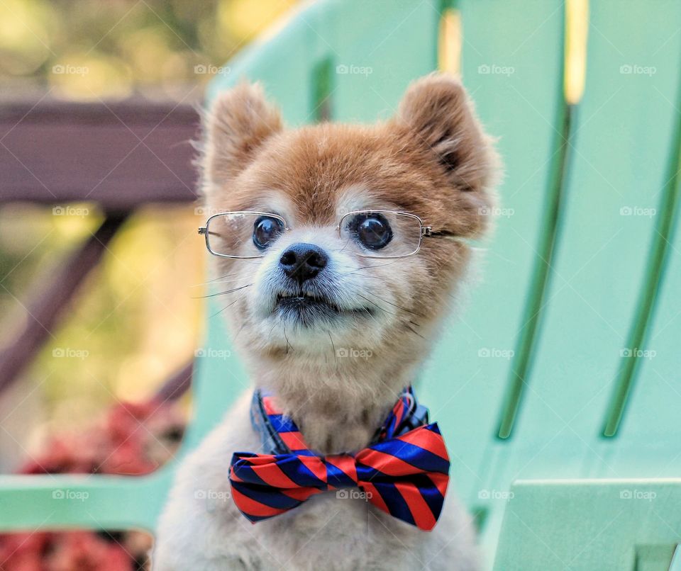 Portrait of dog wearing eyeglasses