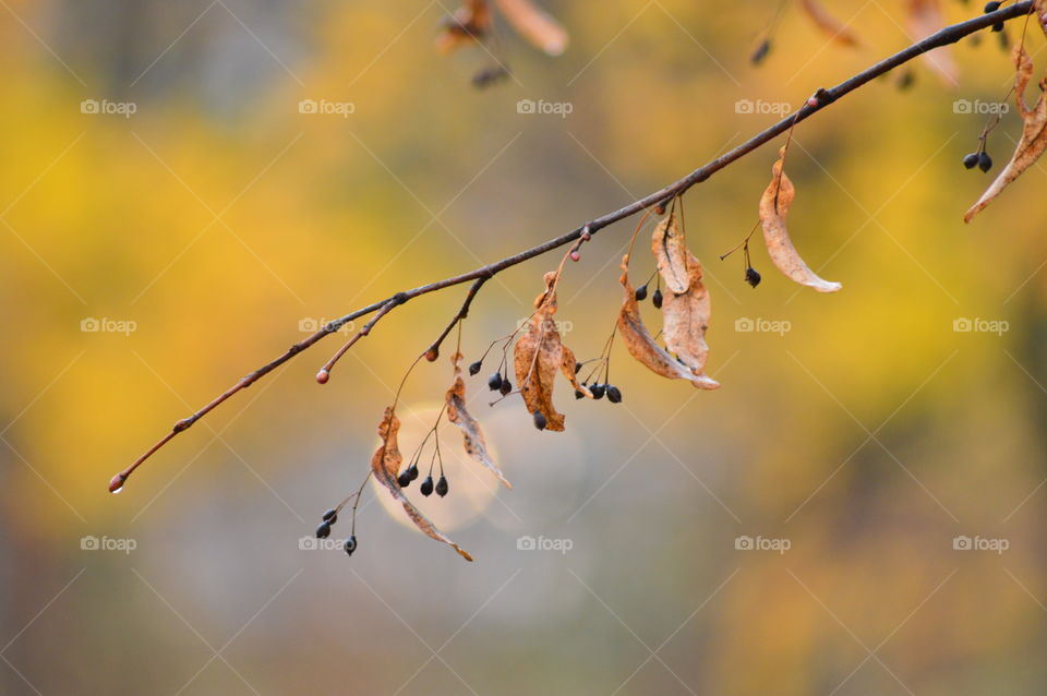Close-up of branch autumn