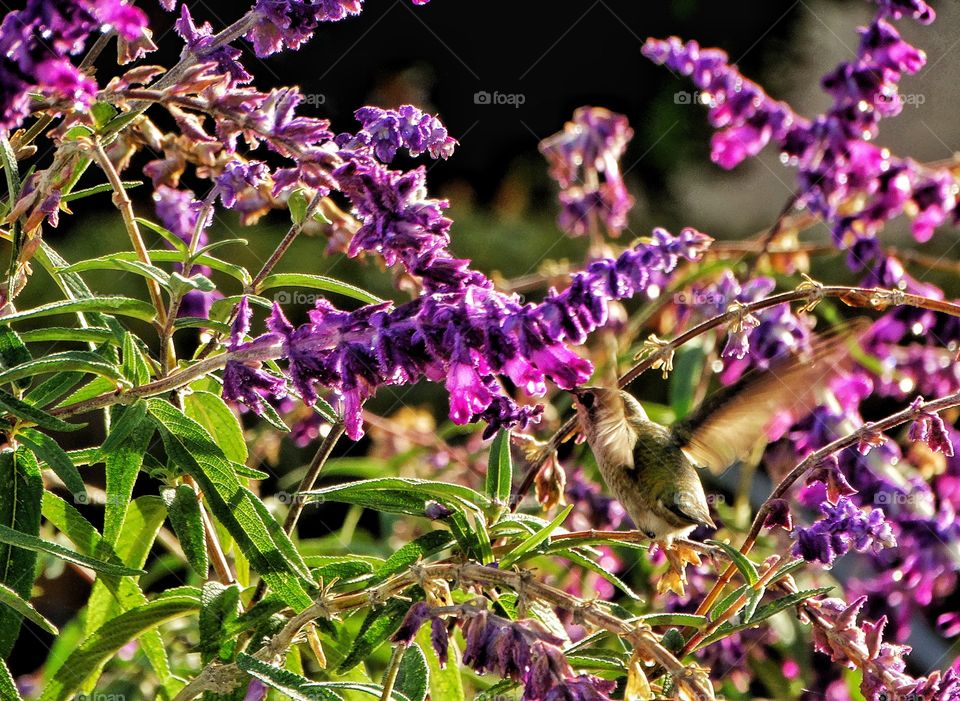 Hummingbird Pollinating A Flower
