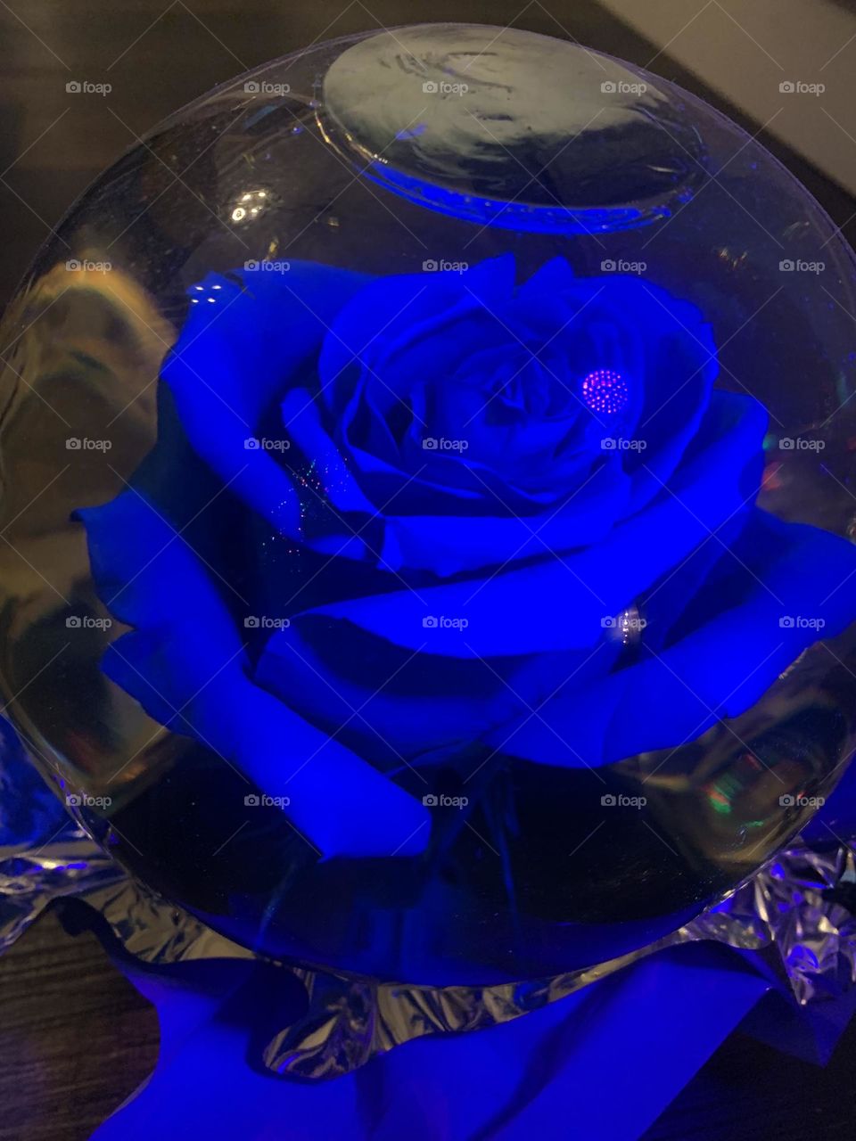 Beautiful Blue Rose