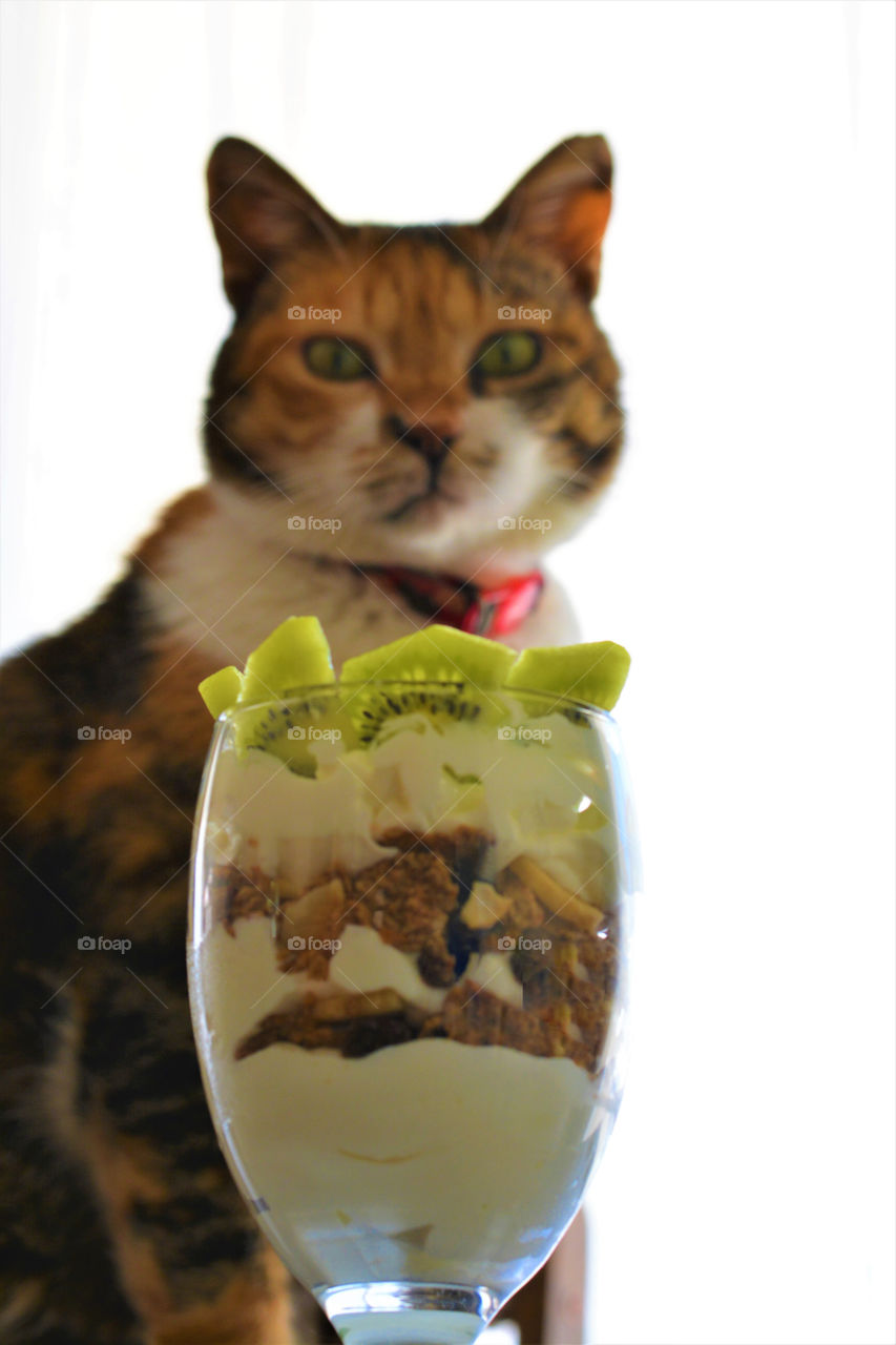 Cat looking at a glass of Greek yogurt with fruit cereal and kiwi fruit.