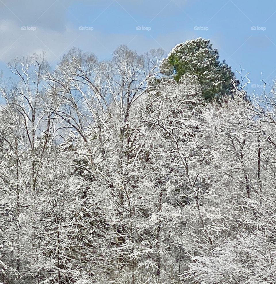 Frost Covered Tree